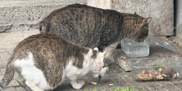 Бездомни котки на улица във Варна като символ на свръхпопулацията в града.