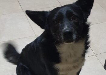 Убийствата на животни продължават с пълна сила! В Девня натровиха три улични кученца, за които хора полагат грижи