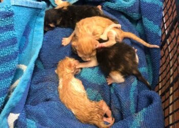 Откриха новородени котенца, изхвърлени в кашон до контейнер в “Аспарухово”! Нужна е помощ! (ВИДЕО)