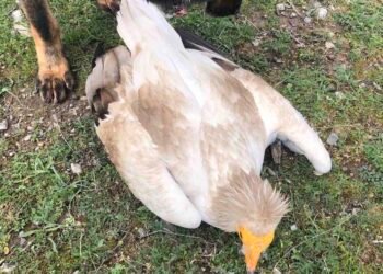 БДЗП: Пореден случай на отровени египетски лешояди от последните часове!
