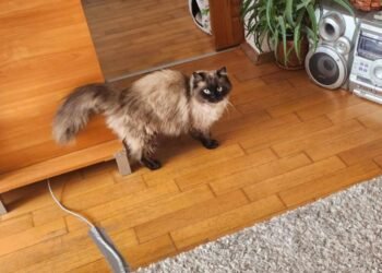 Нелегалната търговия с животни в страната процъфтява! Историята на Муки