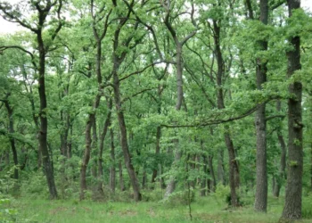 БДЗП: Не подкрепяме стартирането на процедура по изменение на ОУП на община Аврен с цел изграждане на ветроенергиен парк