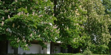 Във Варна започва обработка на кестенови дървета