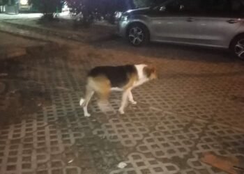 Живеещите в “Бриз” се жалват от неглижиране на сигнали до приюта в Каменар за агресивни улични кучета (ВИДЕО/СНИМКИ)