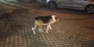 Живеещите в “Бриз” се жалват от неглижиране на сигнали до приюта в Каменар за агресивни улични кучета (ВИДЕО/СНИМКИ)