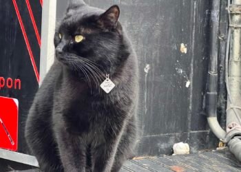 Опашат чаровник кани на котешки език клиенти в заведение по главната улица във Варна