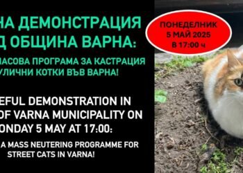 Мирна демонстрация във Варна на 5 май: Настояват за масова кастрация на бездомните котки!
