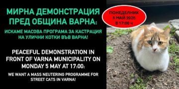 Мирна демонстрация във Варна на 5 май: Настояват за масова кастрация на бездомните котки!