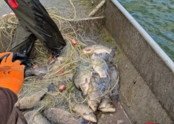 340 кг спасена риба върната във водите на язовир „Мандра“ след акция на ИАРА – Бургас