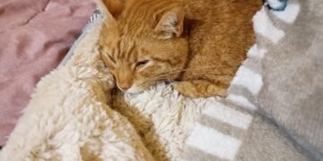 Година след като изверг простреля домашни котета в Климентово, стопанката им реши да почерпи полиция и институции за “нищоправене”!