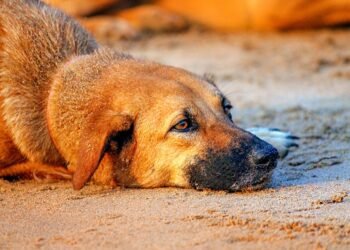 Бездомно куче в градска среда като символ на нуждата от хуманна грижа в Търговище