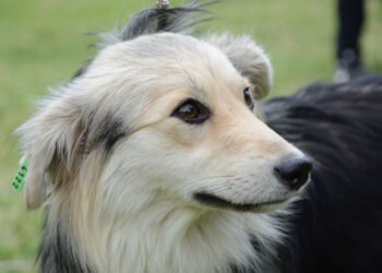 Приютът за безстопанствени кучета и Ротаракт Клуб се включват в инициативата „Слез от колата, включи се в играта“