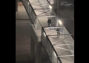 Брутална жестокост към гларус във Варна: Търсят се извършителите на жестокото деяние