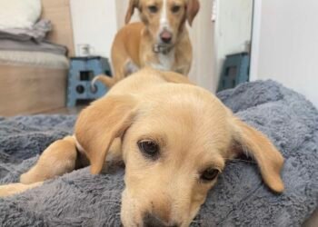 Пет опашати душички от Варна търсят своя човек!