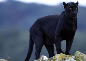 Астролог с интересна гледна точка за появата на черната пантера в Шуменското плато
