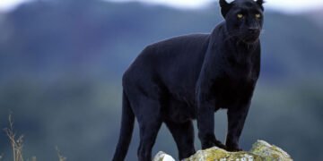 Астролог с интересна гледна точка за появата на черната пантера в Шуменското плато
