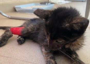 Спешно: Пострадало коте се нуждае от кръводаряване, за да оцелее! Помагайте!