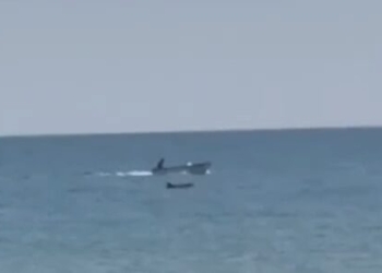Делфин направи шоу край плаж на „Аспарухово“ и зарадва летовници (ВИДЕО)