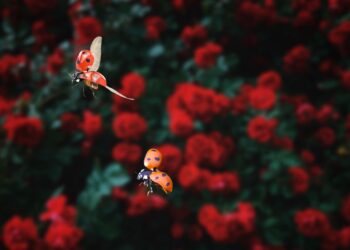 Експерт от Варна обясни на какво се дължи нашествието на буболечета, символ на щастието и късмета