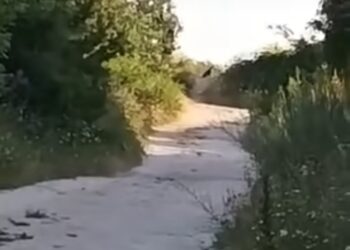Викат зооексперт от Варна, за да упоят пантерата в “Шуменското плато”