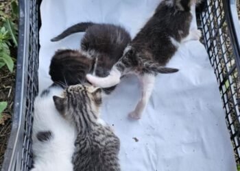 Анка от “Аспарухово” отново с урок по човечност – спаси четири захвърлени котенца, пинчерът й влезе в ролята на любяща майка (ВИДЕО)
