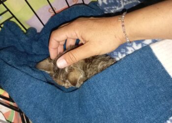 Жена с огромно човешко сърце се бори с часове, за да спаси бедстващо коте! Успя и плака от радост!