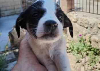 Приютите за животни не смогват да приемат четириноги опашати бебета и бедстващи животинчета от Варна и областта (ВИДЕО)