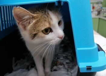 Анимал Хоуп предупреди: Внимавайте на кого поверявате котенца за кастрация!