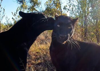 Два са избягалите леопарди в Шуменско, единият е бременна женска
