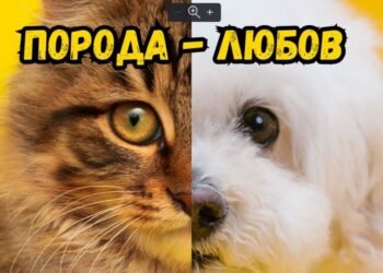 Нека до всяко добро същество застане поне още едно! Фестивално изложение “Порода – Любов” ви очаква на входа на Морската градина във Варна (ПРОГРАМА)