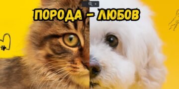 Нека до всяко добро същество застане поне още едно! Фестивално изложение “Порода – Любов” ви очаква на входа на Морската градина във Варна (ПРОГРАМА)