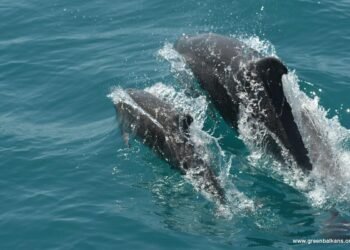 Делфините разказват за здравето на Черно море: Експедиция следи морските бозайници и състоянието на екосистемата