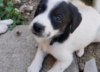 Пет опашати сладурчета от Варна търсят най-добрите хора, на които да дарят обич и вярност (ВИДЕО/СНИМКИ)