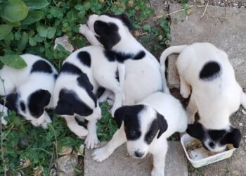 Опашати сладурчета, приютени от Анимал Хоуп Варна, още търсят своите любящи стопани! Може би вие сте сред тях?! (СНИМКИ)