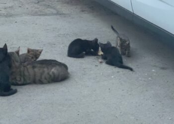 Анимал Хоуп Варна стартира петиция за обособяване на общински кастрационен център за уличните котета и кучета във Варна, подкрепяйте! Важно е!