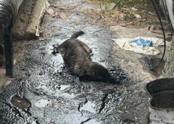 Спасиха две кучета затънали в разтопен асфалт в частен имот край София (СНИМКИ)
