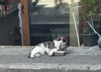 Шуменец на екскурзия в Истанбул: Котките там са част от града, у нас все още липсва такова отношение (СНИМКИ)