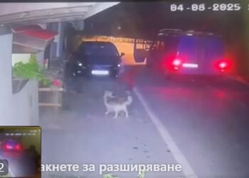 Жестокост без причина: Задържаха изверг за зверско убийство на куче в Тетевен