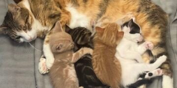 За първи път в историята на Варна: Общината отпуска 120 000 лв. за овладяване популацията на бездомните котета!