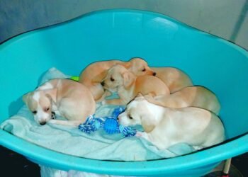 Шест малки „фъстъчета“ и мъркащ опашатко търсят своите семейства и дом!