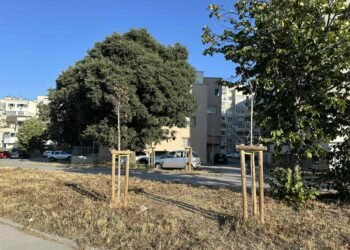 Зелената система на Варна под заплаха: Безхаберие и липса на поливане унищожават дърветата