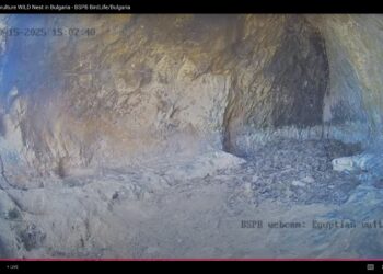 Камерата в гнездото на египетските лешояди край Провадия беше изключена за сезона