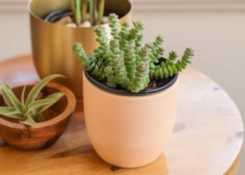 Лесни за отглеждане сукуленти в керамични саксии – популярни стайни растения за начинаещи градинари