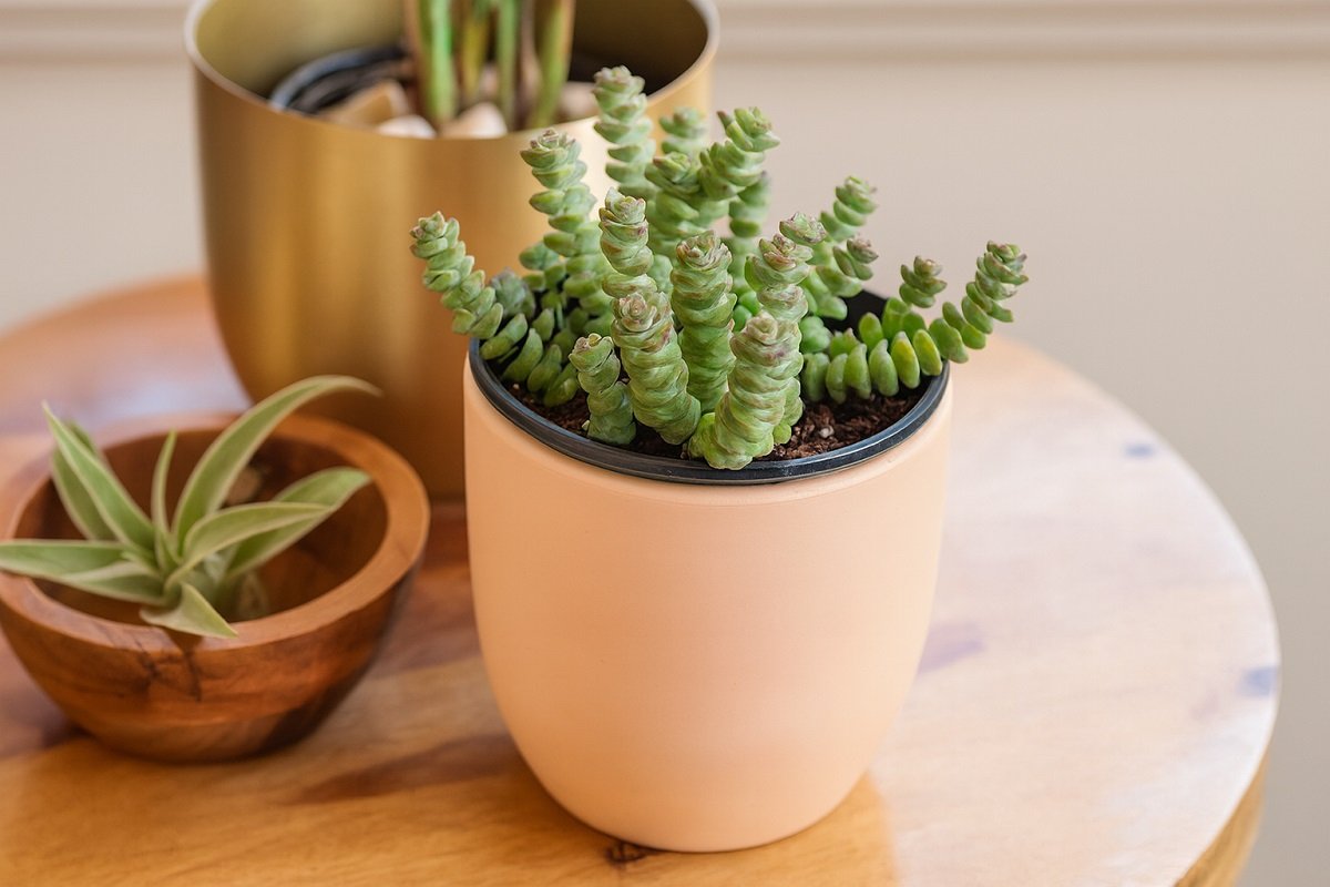 Лесни за отглеждане сукуленти в керамични саксии – популярни стайни растения за начинаещи градинари
