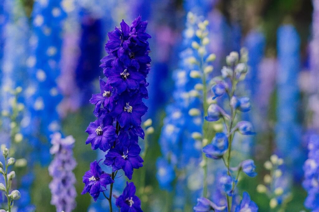 Делфиниум (Живак, Шпорец) – красиво градинско цвете с лилави и сини цветове, подходящо за отглеждане и украса на дворове и цветни лехи