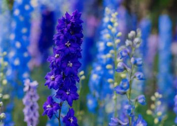Делфиниум (Живак, Шпорец) – красиво градинско цвете с лилави и сини цветове, подходящо за отглеждане и украса на дворове и цветни лехи