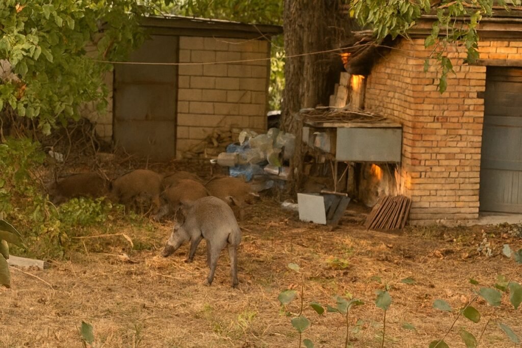 Диви прасета, проникнали в двор на жилищна сграда в квартал „Галата“, Варна