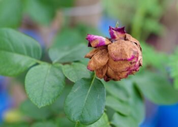 Защо пожълтяват листата на растенията? 10 основни причини и решения