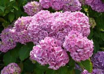 Хортензия – най-обичаният цъфтящ храст за градината и саксията