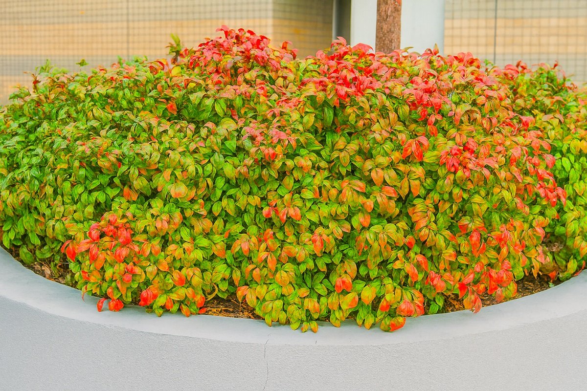 Гъст декоративен храст Нандина ‘Firepower’ с яркочервени и зелени листа, растящ в градина през есента, създаващ наситен цветен акцент